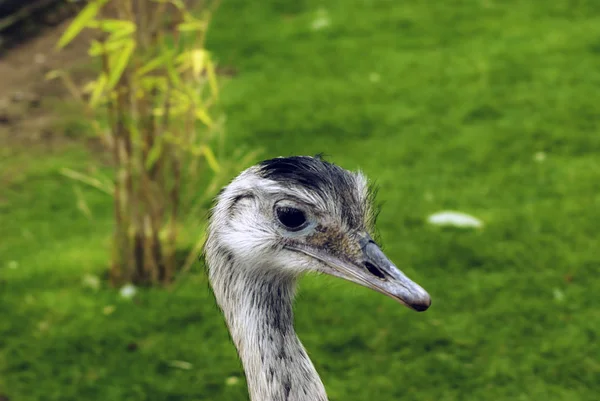 Wild Rhea Zuidamerikaanse Struisvogel — Stockfoto