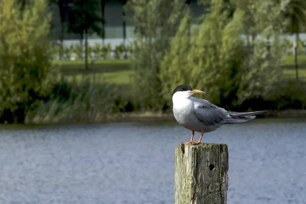 Tern comum no parque — Fotografia de Stock