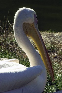 Vahşi Pelikan oturan 