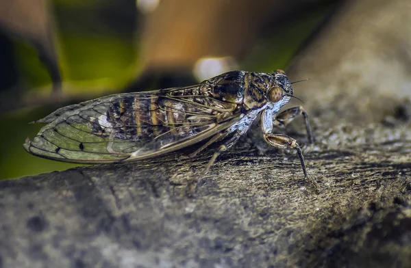 Řecké cikáda na stromě — Stock fotografie