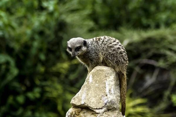 Timon - suricate sauvage / suricate sur la montre — Photo