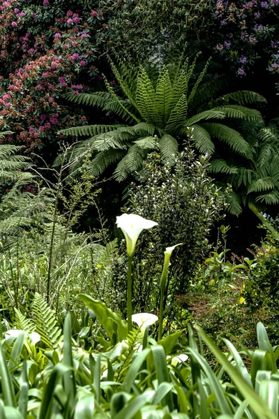 Cornish Zobacz - Trebah, Cornwall, Wielka Brytania — Zdjęcie stockowe