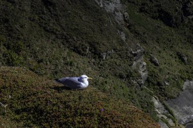 Vahşi martı Cornwall, Büyük Britanya