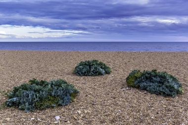 Dorset plajında deniz Kale (Crambe maritima) bitkiler