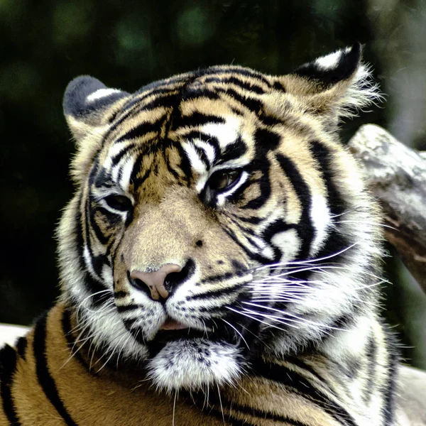 Tigre de Bengala / Panthera tigris tigris —  Fotos de Stock