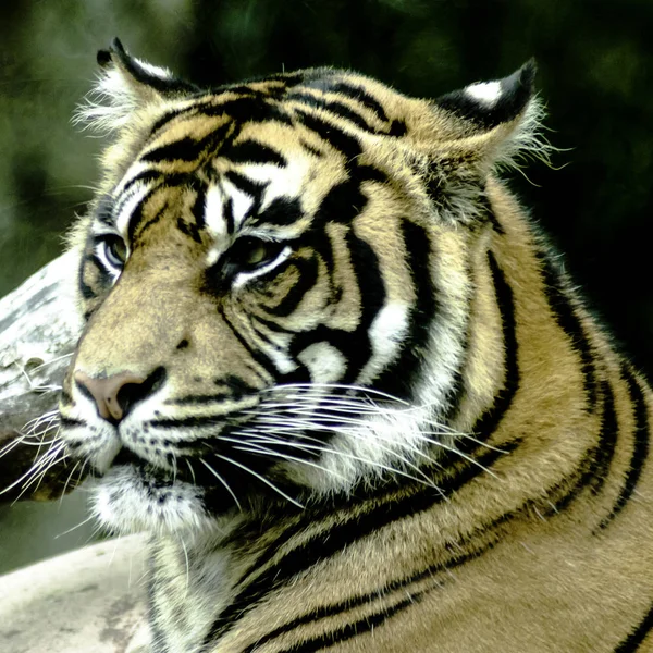 Tigre Salvaje Bengala Panthera Tigris Tigris Parque Nacional Jim Corbett —  Fotos de Stock