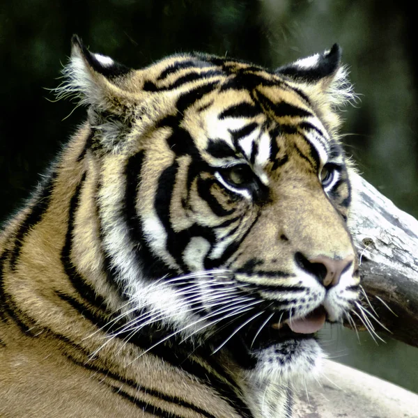 Tigre salvaje de Bengala (Panthera tigris tigris) en el Parque Nacional Jim Corbett, India —  Fotos de Stock