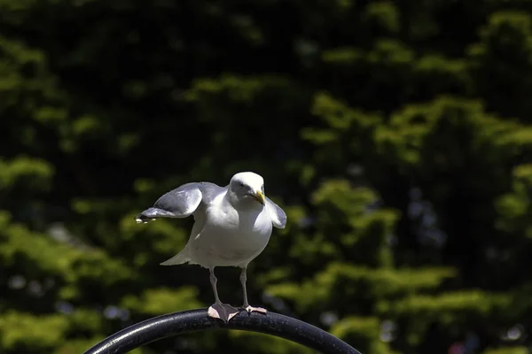 Wild seagull resting — Stock Photo, Image