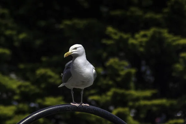 Дикая чайка - Корнуолл, Великобритания — стоковое фото