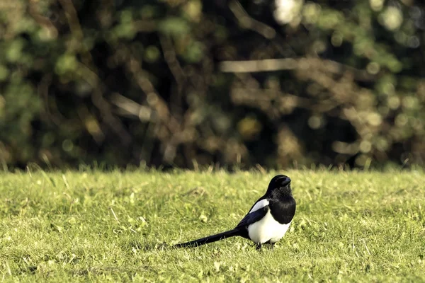 Bedfont 湖の国公園 - 公園で野生のカササギ — ストック写真