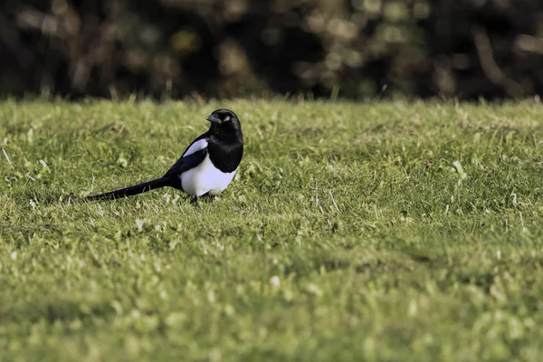 Wild magpie in the park - Bedfont Lakes Country Park — Stock Photo, Image
