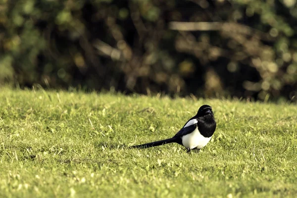 Magpie selvagem no parque - Bedfont Lakes Country Park — Fotografia de Stock