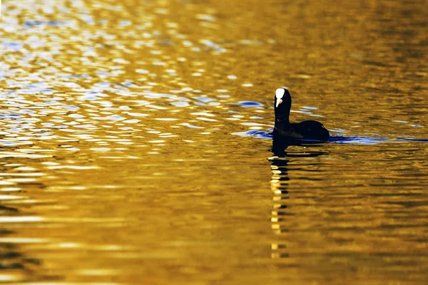 Günbatımı Bedfont Göller Country Park Sırasında Yüzme Avrasya Sakarmeke — Stok fotoğraf