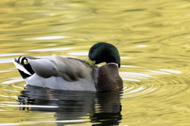 Yüzme Mallard / gün batımı sırasında yaban ördeği