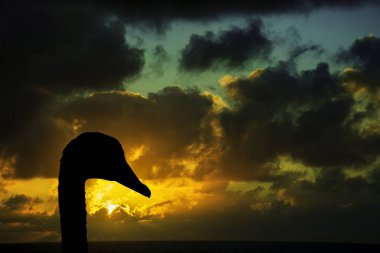 Gündoğumu arka planda fırtına öncesi okyanus ile bir kuğu silüeti / Lanzarote / Kanarya Adaları 
