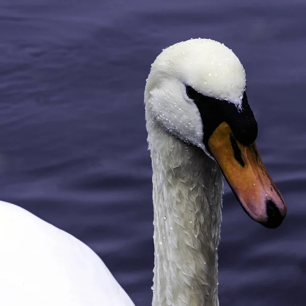 Άγριο κύκνο κολύμβηση - λίμνες Bedfont Country Park — Φωτογραφία Αρχείου