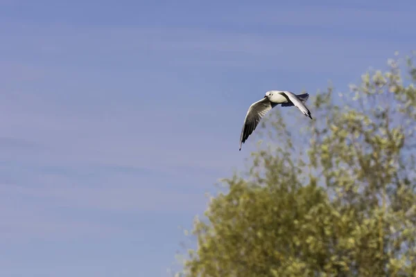 Flying Common Tern nel parco - Bedfont Lakes Country Park — Foto Stock