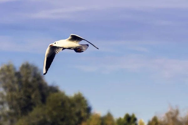 Flying Common Tern nel parco - Bedfont Lakes Country Park — Foto Stock