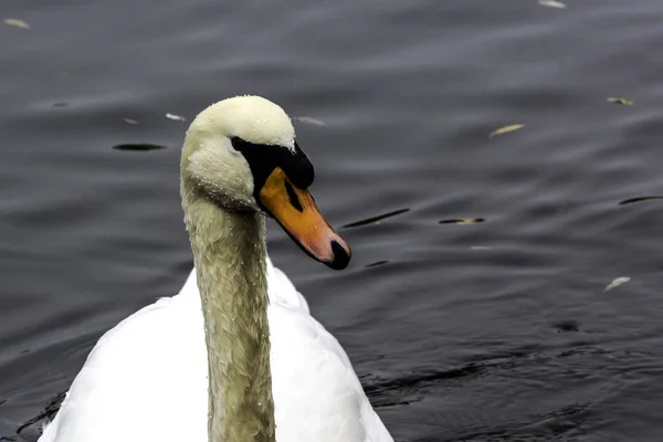 Nado de cisne selvagem - Bedfont Lakes Country Park — Fotografia de Stock