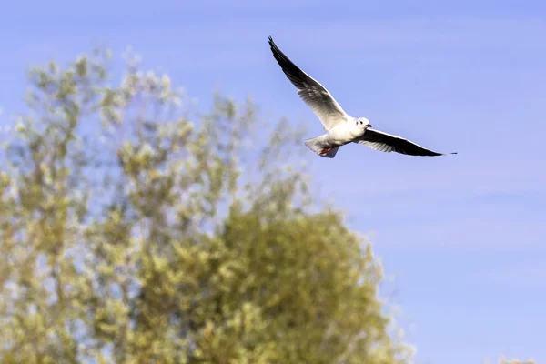 Flying Common Tern Nel Parco Bedfont Lakes Country Park Londra — Foto Stock