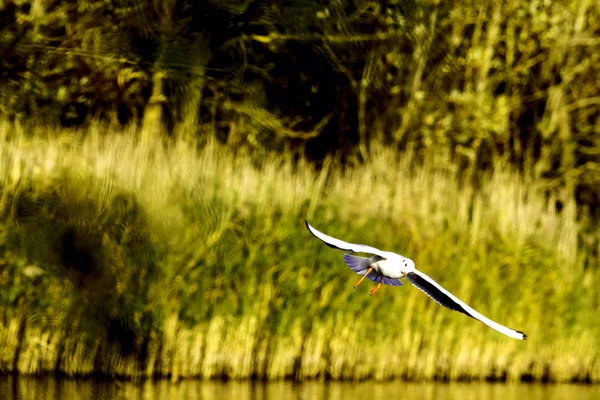 Flying Common Tern nel parco - Bedfont Lakes Country Park — Foto Stock