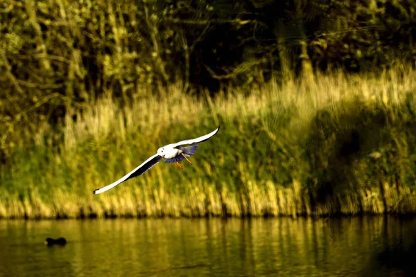 Flying Common Tern nel parco - Bedfont Lakes Country Park — Foto Stock