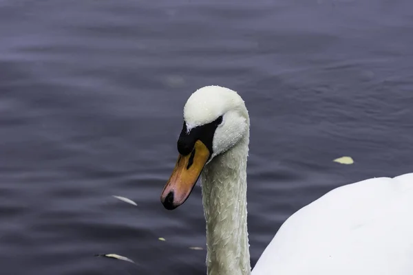 Άγριο κύκνο κολύμβηση - λίμνες Bedfont Country Park — Φωτογραφία Αρχείου