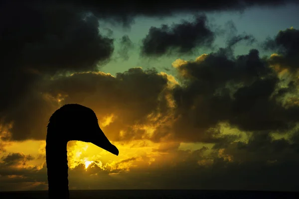 Silhouette Eines Schwans Mit Sonnenaufgang Über Dem Ozean Vor Sturm — Stockfoto