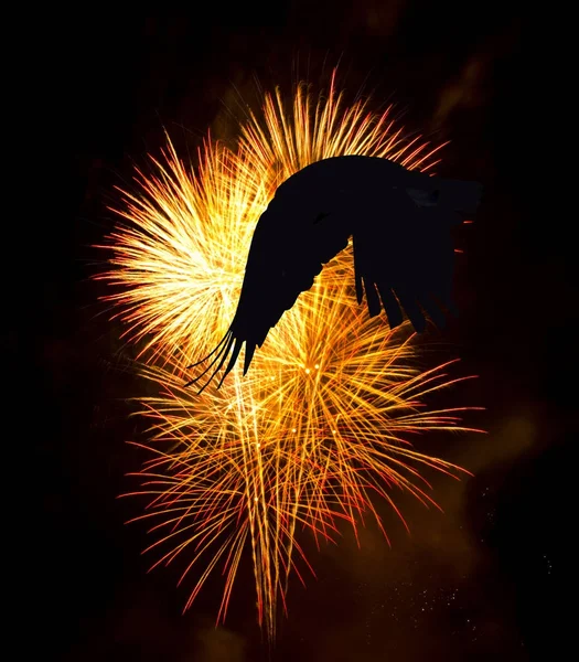 Wild raven with fireworks - United Kingdom