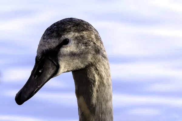 Mladá Labuť Portrét Bedfont Jezera Country Park Londýn — Stock fotografie