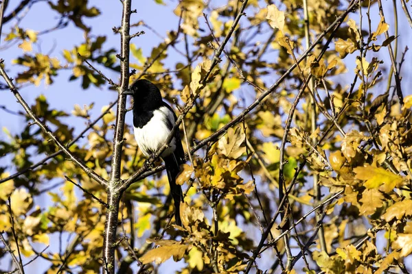 Magpie Selvagem Parque Bedfont Lakes Country Park Londres — Fotografia de Stock