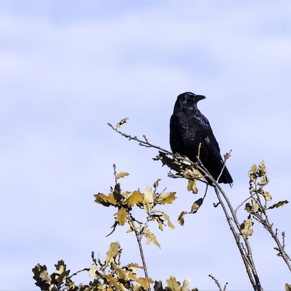 Wild raven in park - Bedfont Lakes Country Park, Лондон — стоковое фото