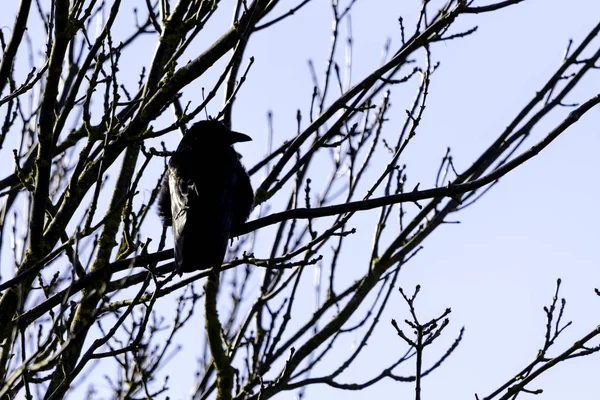 Wild raven in park - Bedfont Lakes Country Park, London — Stock Photo, Image