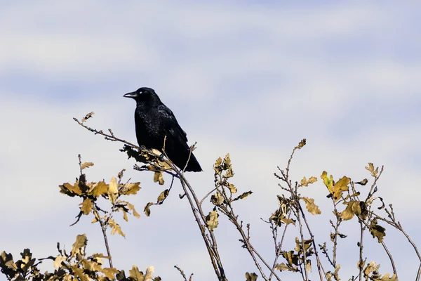 Wilde Rabe Park Bedfont Lakes Country Park London — Stockfoto