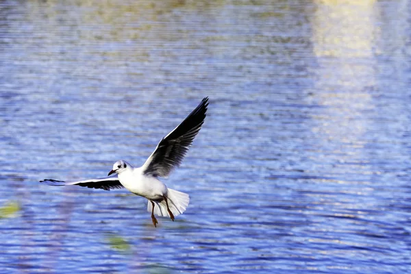 Flying Common Tern in the park - Bedfont Lakes Country Park, Лондон — стоковое фото