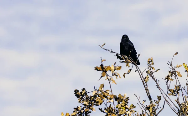 Wild raaf in park - Bedfont meren Country Park, Londen — Stockfoto