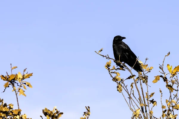 Divoké havran v parku - Bedfont jezera Country Park, Londýn — Stock fotografie