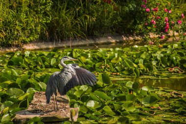 Vahşi gri balıkçıl - Taplow, İngiltere