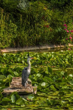 Vahşi gri balıkçıl - Taplow, İngiltere