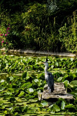 Vahşi gri balıkçıl - Taplow, İngiltere