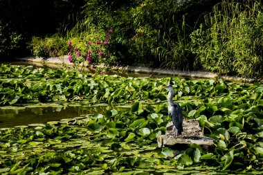 Vahşi gri balıkçıl - Taplow, İngiltere