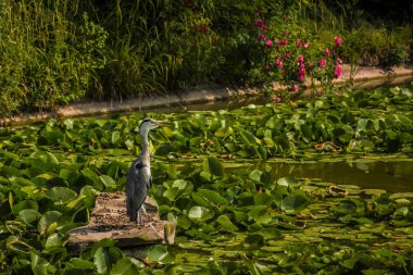 Vahşi gri balıkçıl - Taplow, İngiltere