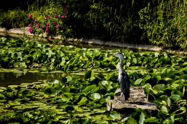 Vahşi gri balıkçıl - Taplow, İngiltere