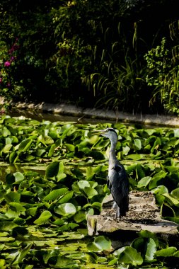 Vahşi gri balıkçıl - Taplow, İngiltere