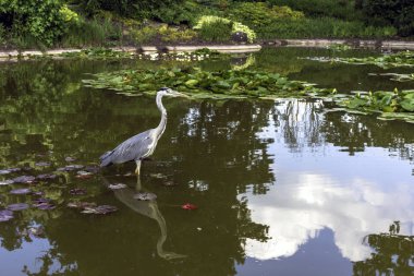 Vahşi gri balıkçıl - Taplow, İngiltere