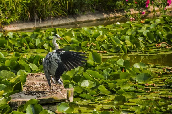 Vahşi gri balıkçıl - Taplow, İngiltere