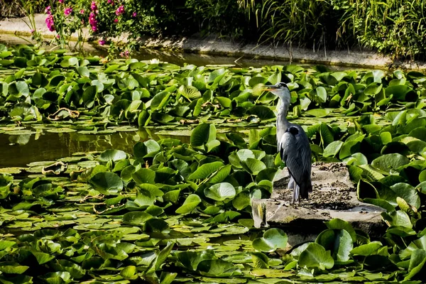 Vahşi gri balıkçıl - Taplow, İngiltere