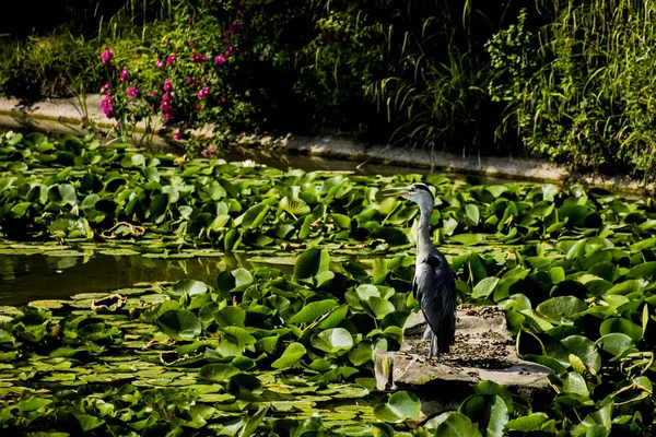 Vahşi gri balıkçıl - Taplow, İngiltere