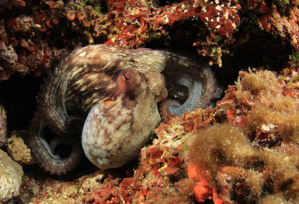 Pulpo Salvaje Mar Mediterráneo —  Fotos de Stock