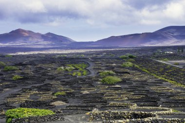 Volkan La Corona ve üzüm Vadisi - Lanzarote, Kanarya Adaları, İspanya